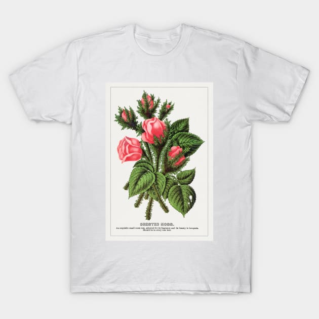 Pink roses, Crested Moss Lithograph (1900) T-Shirt by WAITE-SMITH VINTAGE ART